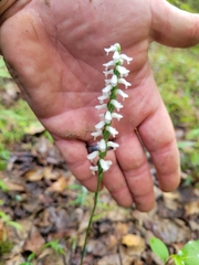 Spiranthes niklasii