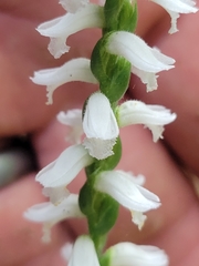 Spiranthes niklasii