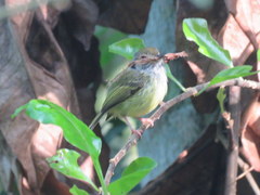 Myiornis auricularis