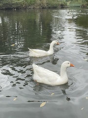 Anser anser domesticus