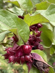 Leycesteria formosa
