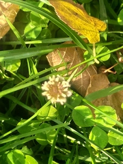 Trifolium repens