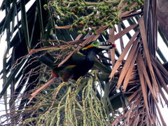 Selenidera maculirostris