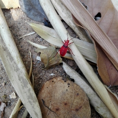 Probergrothius sanguinolens