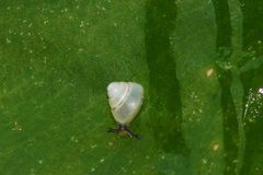 Satsuma albida