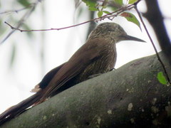 Dendrocolaptes platyrostris