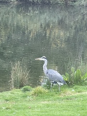Ardea cinerea
