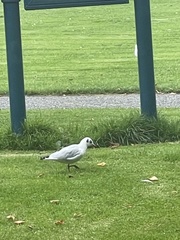 Chroicocephalus ridibundus