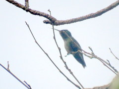 Caprimulgiformes