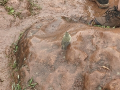 Certhidea fusca