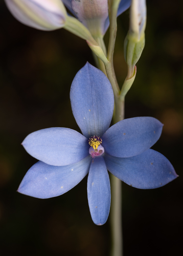 Blue Lady Orchid