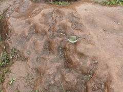 Certhidea fusca