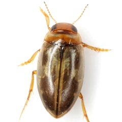 Hygrotus nubilus