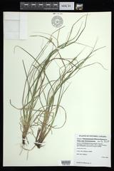 Carex arcta