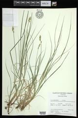 Carex arcta