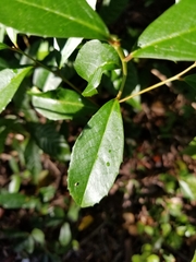 Prunus caroliniana image