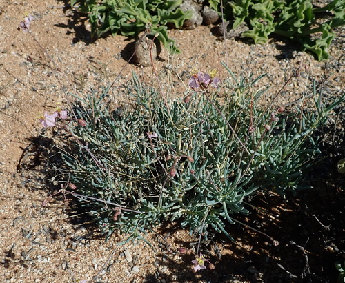 Image of Kewa salsoloides by no rights reserved