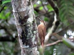Dendrocolaptes platyrostris