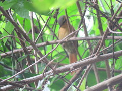 Anabacerthia lichtensteini