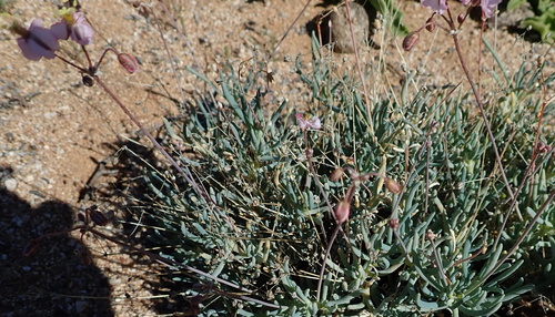 Image of Kewa salsoloides by no rights reserved