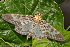 Pogonopygia nigralbata