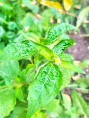 Galinsoga quadriradiata