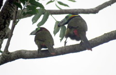 Selenidera maculirostris