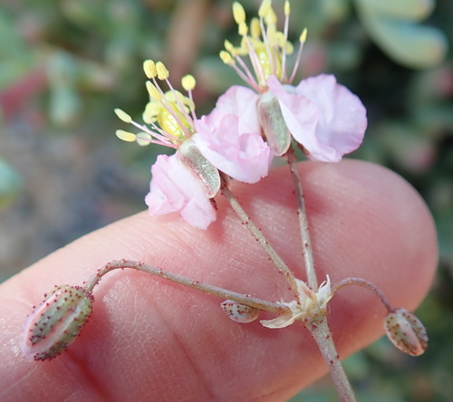 Image of Kewa salsoloides by no rights reserved