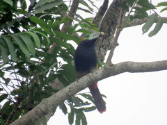 Selenidera maculirostris