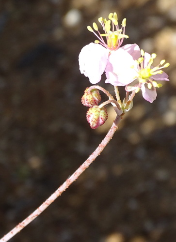 Image of Kewa salsoloides by no rights reserved