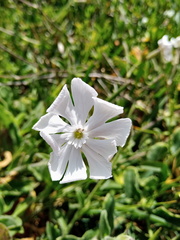 Silene undulata undulata