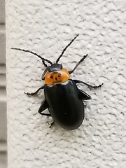 Disonycha triangularis