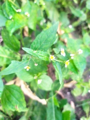 Galinsoga quadriradiata