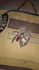 Avicularia variegata