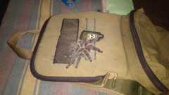 Avicularia variegata