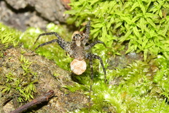 Pardosa laura