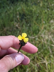 Xyris ambigua