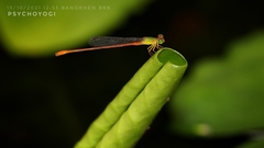 Ceriagrion auranticum