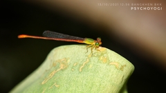 Ceriagrion auranticum