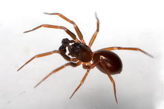 Microneta viaria