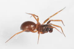 Microneta viaria
