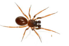 Microneta viaria
