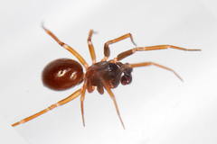 Microneta viaria