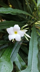 Plumeria pudica