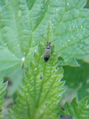 Grammoptera ruficornis