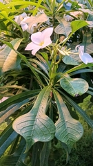 Plumeria pudica