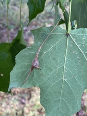 Mastophora phrynosoma