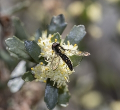 Allograpta hortensis