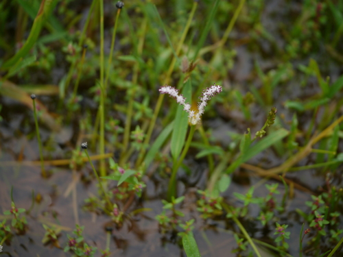 Aponogeton satarensis (Aponogeton satarensis)