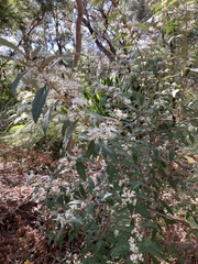 Nematolepis squamea squamea